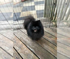 Pomeranian Dog Breeder near MOBILE, AL, USA