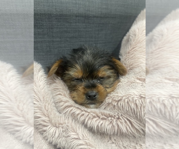 Medium Photo #1  Breeder Profile in SACRAMENTO, CA, USA