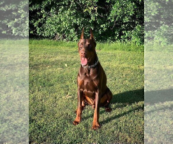 Medium Photo #50  Breeder Profile in FORT LAUDERDALE, FL, USA