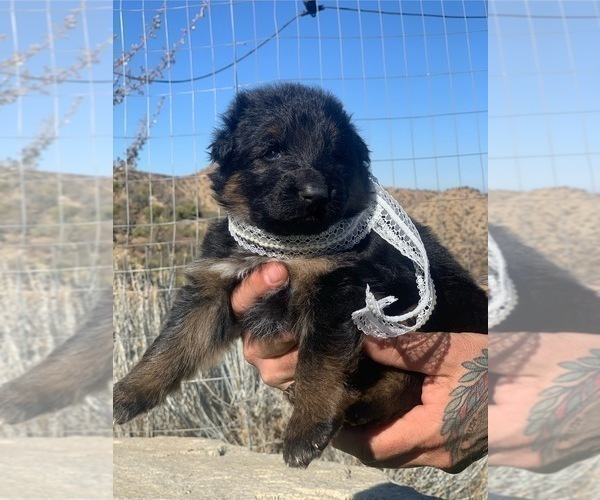 Medium Photo #62  Breeder Profile in PINON HILLS, CA, USA