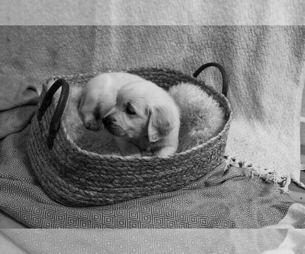 Medium Photo #20  Breeder Profile in MALDEN, MA, USA
