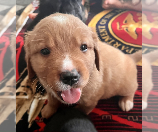 Medium Photo #1  Breeder Profile in ELLICOTT, CO, USA
