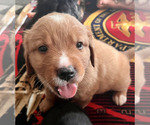Small breeder photo