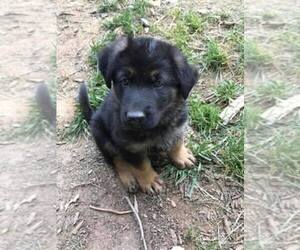 Main photo of German Shepherd Dog Dog Breeder near FALLSTON, MD, USA