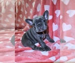 Small breeder photo