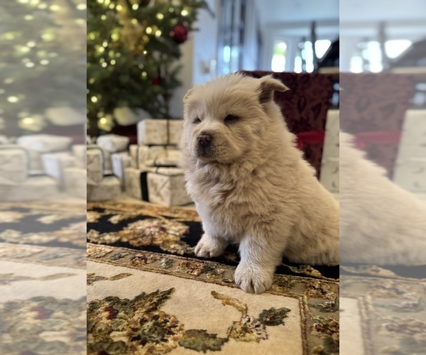 Medium Photo #7  Breeder Profile in SAINT GEORGE, UT, USA
