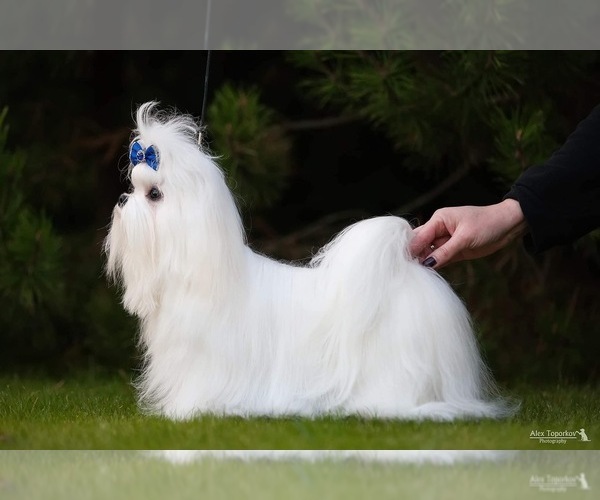 Medium Photo #3  Breeder Profile in WILSON, NY, USA