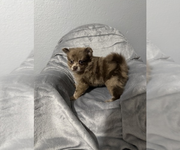 Medium Photo #9  Breeder Profile in FARMERSVILLE, TX, USA
