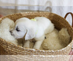 Small #35 Breeder Profile image