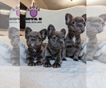 Small #2 Breeder Profile image