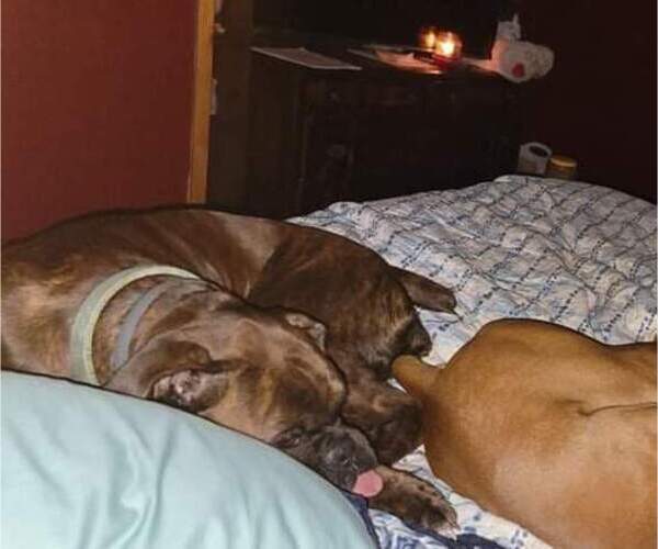 Medium Photo #2  Breeder Profile in WYALUSING, PA, USA