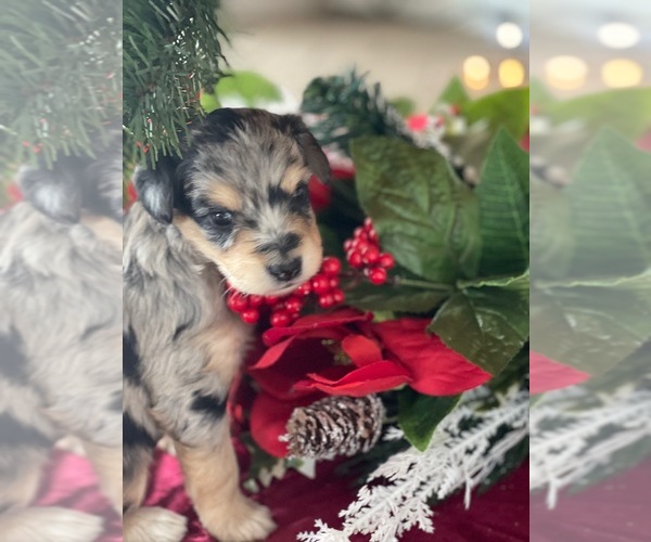 Medium Photo #10  Breeder Profile in DELTA, CO, USA