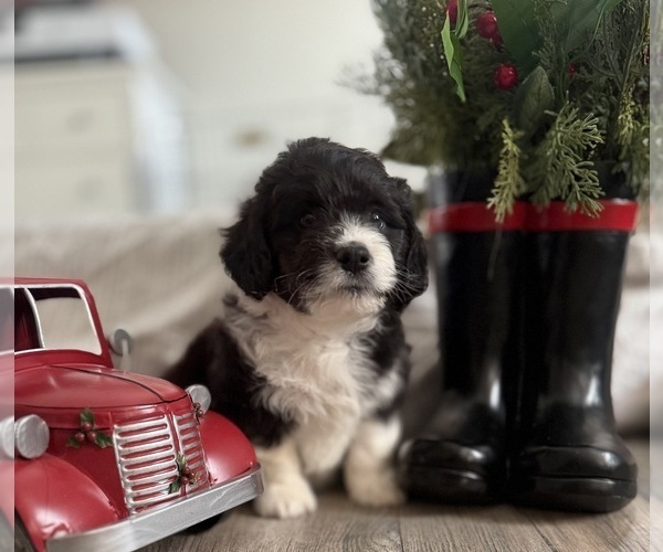 Medium Photo #1  Breeder Profile in CRESCENT CITY, CA, USA