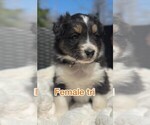Small #6 Breeder Profile image