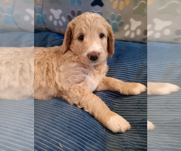Medium Photo #5  Breeder Profile in MONTELLO, WI, USA