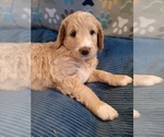 Small #4 Breeder Profile image