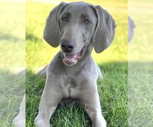 Medium Photo #5  Breeder Profile in CLARION, PA, USA