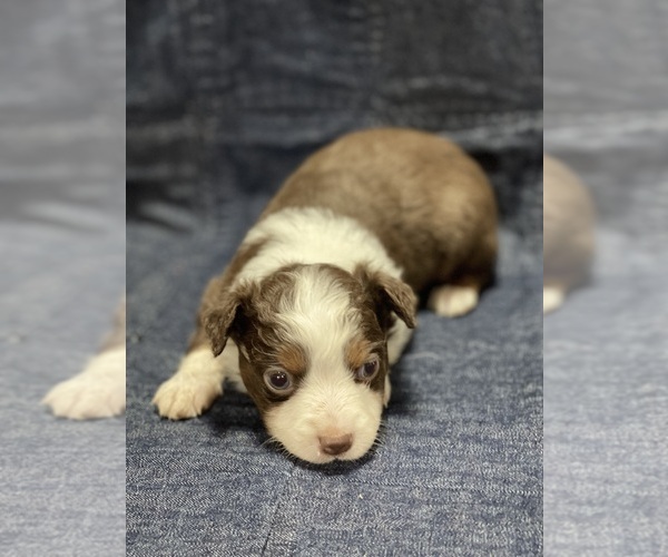 Medium Photo #2  Breeder Profile in VALLIANT, OK, USA