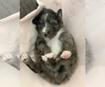 Small #65 Breeder Profile image