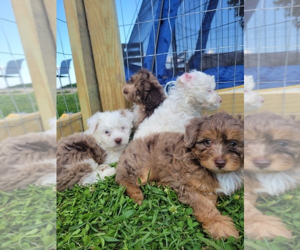 Medium Photo #1  Breeder Profile in ROCHESTER, IN, USA