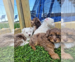 Aussiedoodle Miniature  Dog Breeder near ROCHESTER, IN, USA