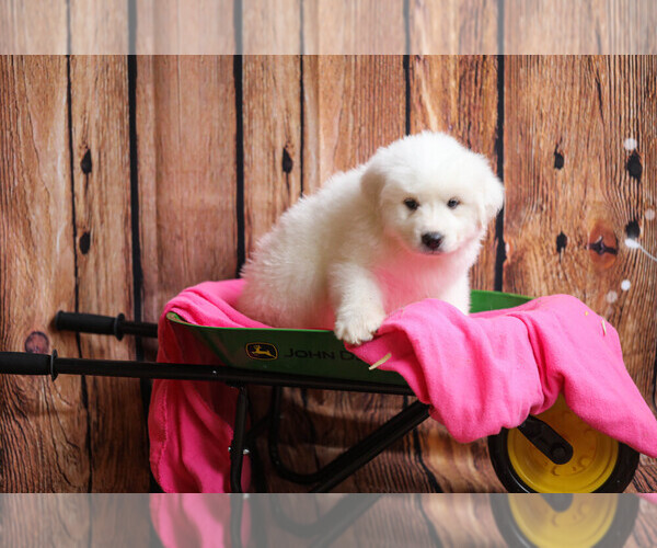 Medium Photo #37  Breeder Profile in POWDER SPRINGS, GA, USA