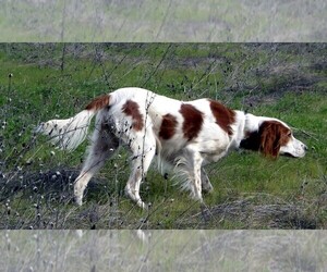 Irish Red and White Setter Dog Breeder near ESCALON, CA, USA