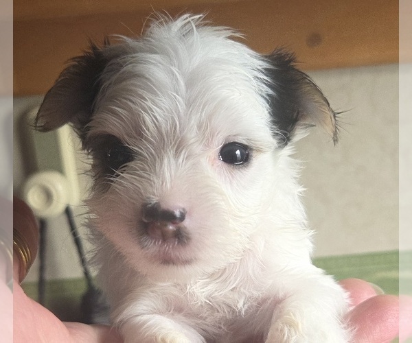 Medium Photo #6  Breeder Profile in MILWAUKIE, OR, USA