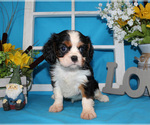 Small #44 Breeder Profile image