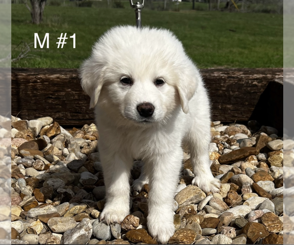 Medium Photo #5  Breeder Profile in LOCKHART, TX, USA