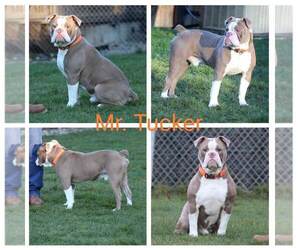 Olde English Bulldogge Dog Breeder near EATONVILLE, WA, USA