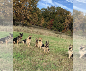Main photo of German Shepherd Dog Dog Breeder near ESPYVILLE, PA, USA