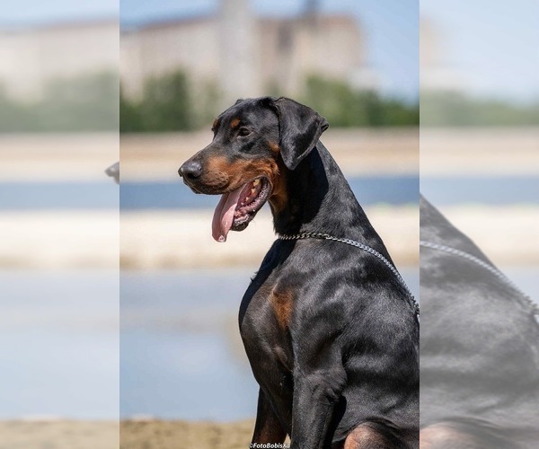Medium Photo #3  Breeder Profile in ATLANTA, GA, USA
