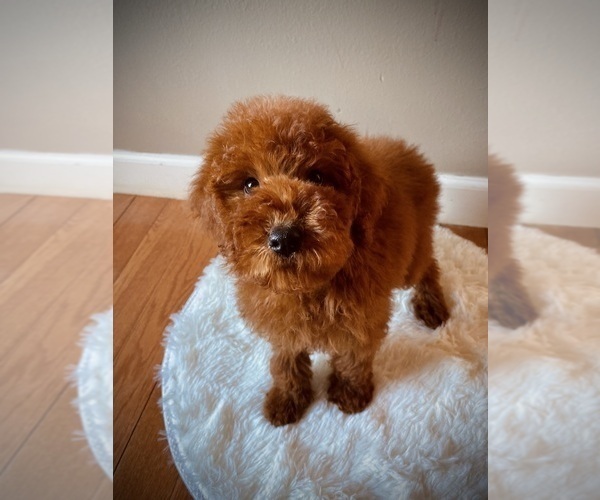 Medium Photo #6  Breeder Profile in CROSSVILLE, TN, USA