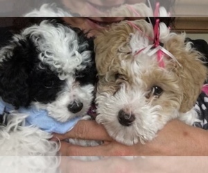 Main photo of Poodle (Standard) Dog Breeder near INNSBROOK, MO, USA
