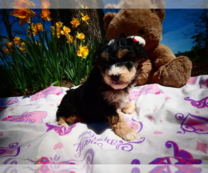 Bernedoodle Dog Breeder in AUGUSTA,  USA