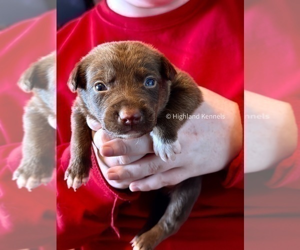 Medium Photo #3  Breeder Profile in CAMAS, WA, USA