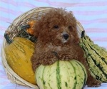 Small #17 Breeder Profile image