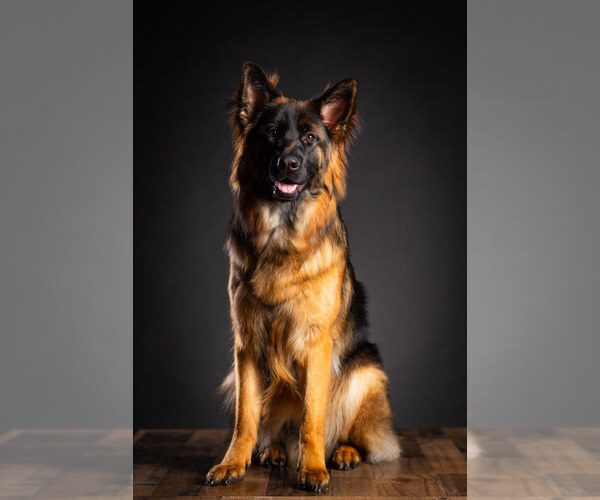 Medium Photo #10  Breeder Profile in CENTERBURG, OH, USA