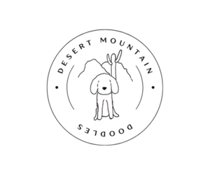 Golden Mountain Doodle  Dog Breeder near SCOTTSDALE, AZ, USA