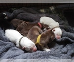 Small breeder photo