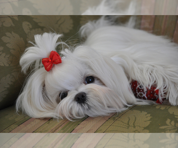 Medium Photo #1  Breeder Profile in BONHAM, TX, USA