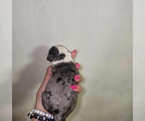 Medium Photo #8  Breeder Profile in DECATUR, IL, USA
