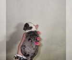 Small #7 Breeder Profile image