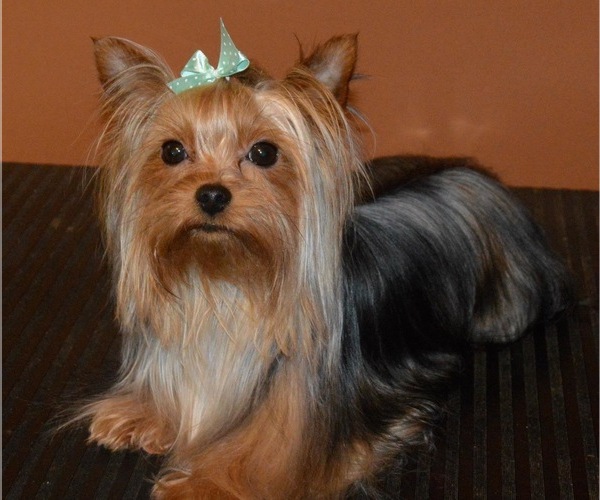 Medium Photo #1  Breeder Profile in BOSTON, MA, USA