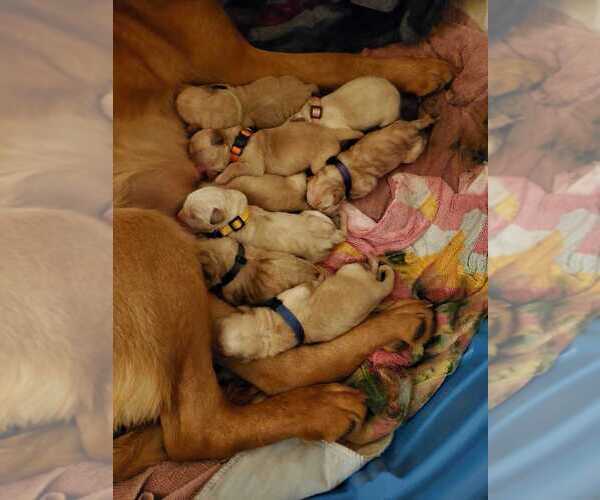 Medium Photo #1  Breeder Profile in ELK, WA, USA