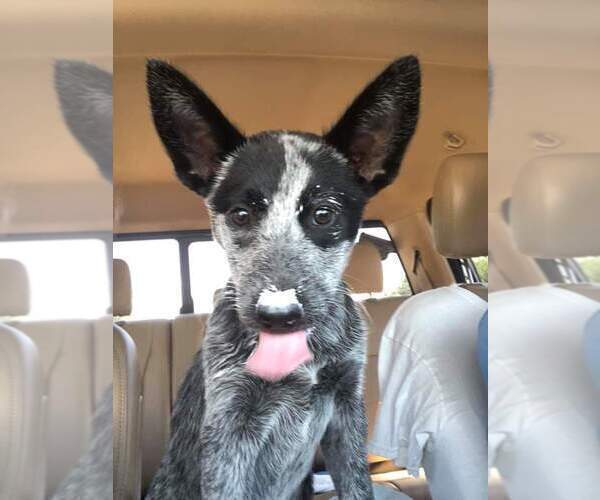 Medium Photo #16  Breeder Profile in DOTHAN, AL, USA