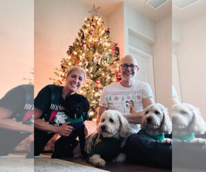 Goldendoodle (Miniature) Dog Breeder near CAPE CORAL, FL, USA