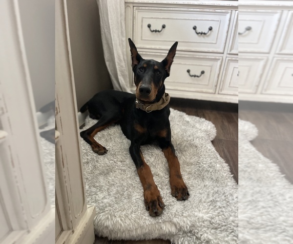 Medium Photo #3  Breeder Profile in NICHOLASVILLE, KY, USA