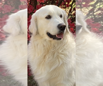 Small #1 Breeder Profile image